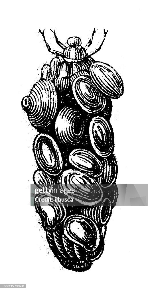 Caddis worm, larvae, Phryganeae