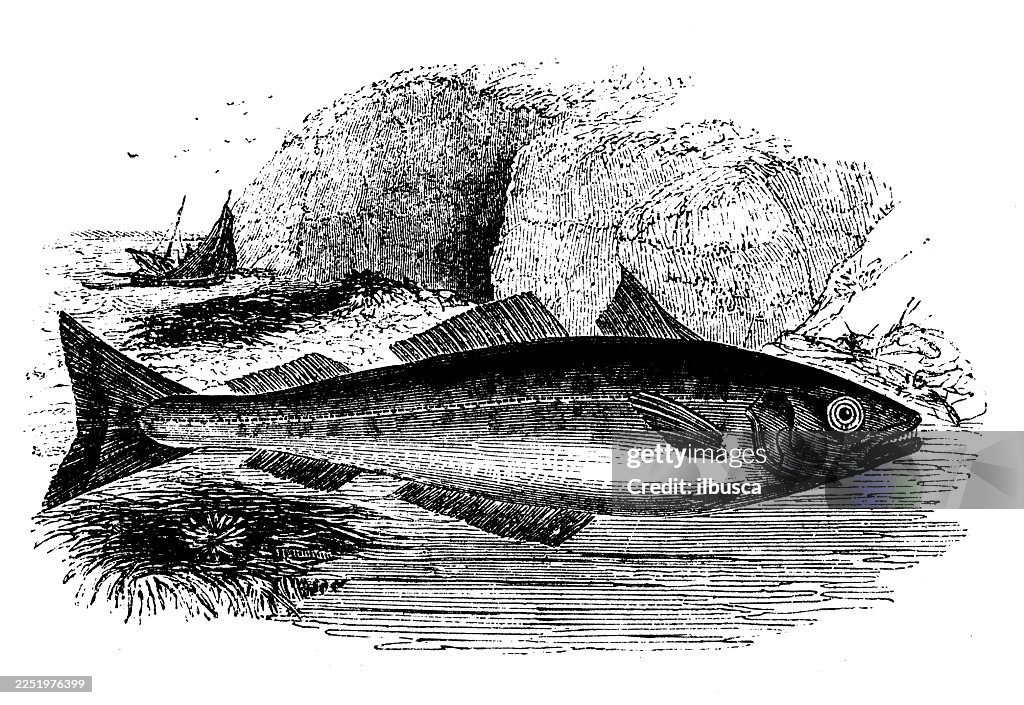 Coalfish