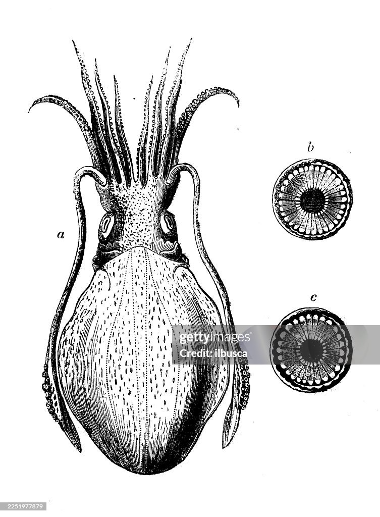 Officinal Cuttlefish