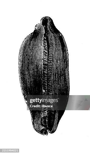 mole cowry - mole stock illustrations