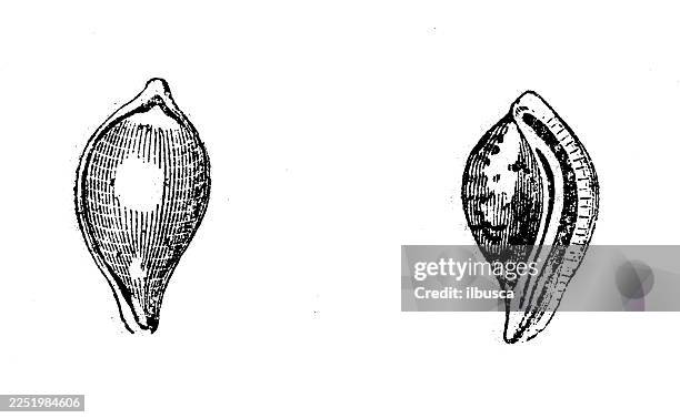 pear shaped poached egg - poached pear stock illustrations