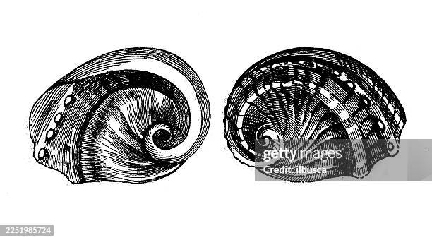 ruddy haliotis - abalone shell stock illustrations