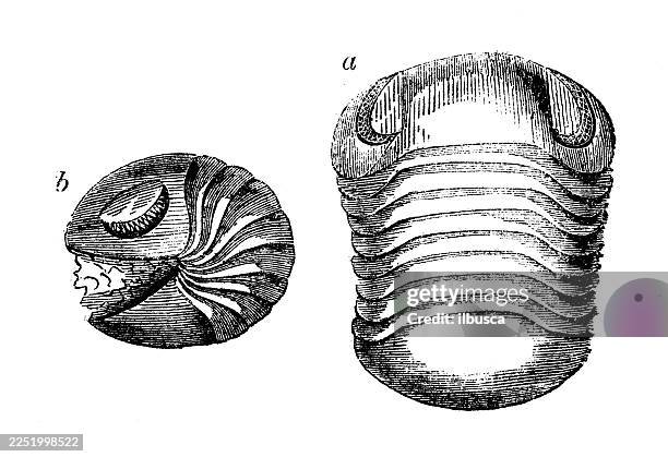 nileus armadillo - armadillo stock illustrations