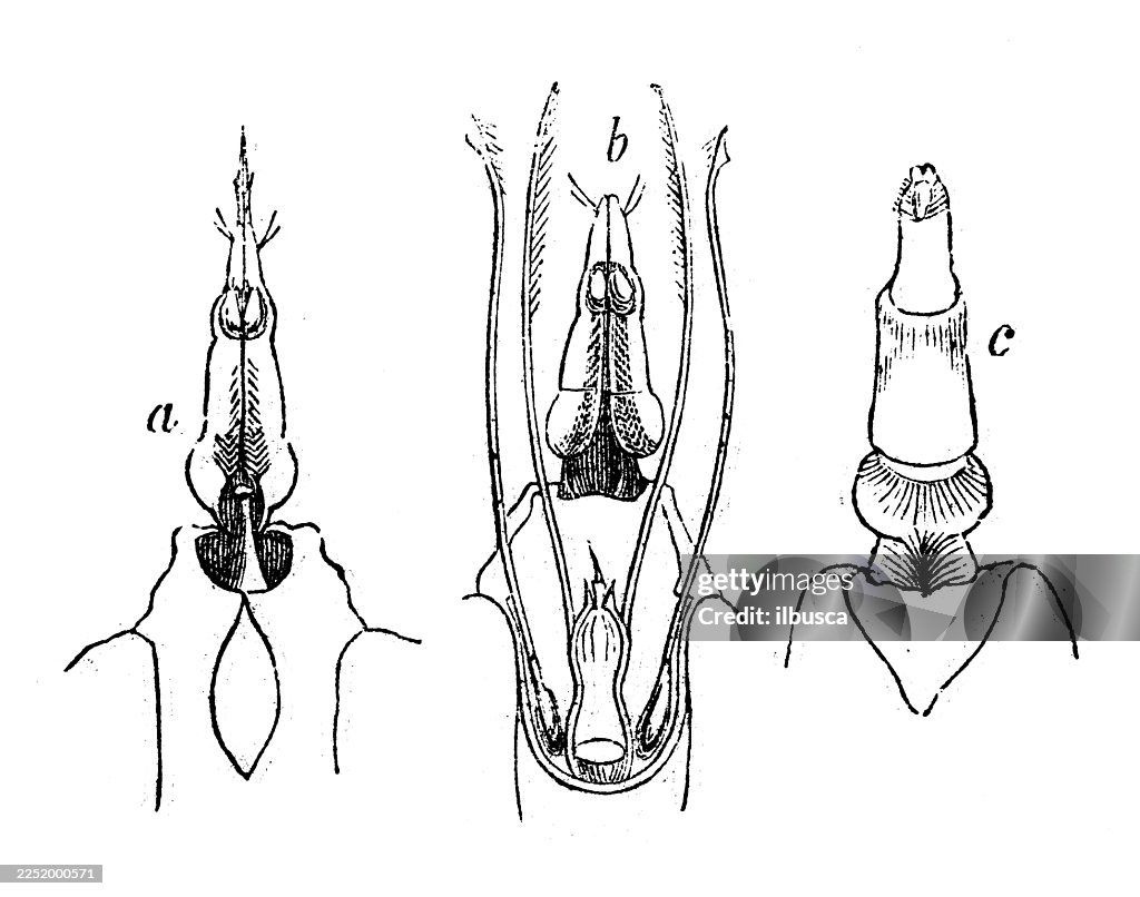 Sucker of Water bug
