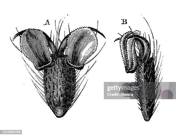 foot of bluebottle fly - bluebottle stock illustrations
