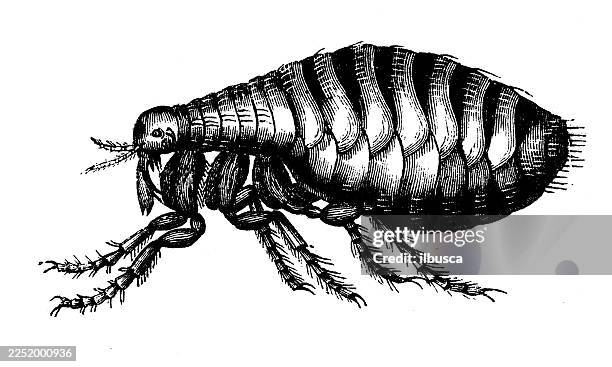 flea - flea stock illustrations