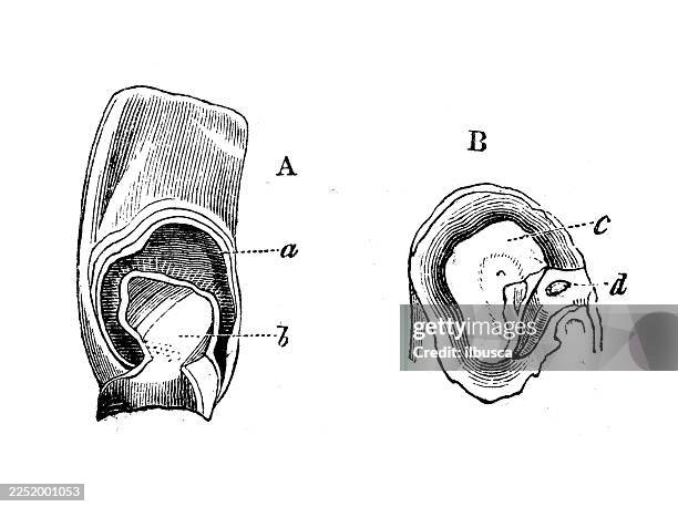 drum of grasshopper - grasshopper stock illustrations