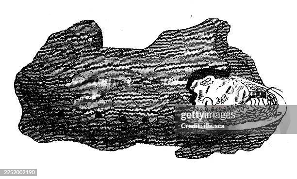 cell of queen of termites - termite mound stock illustrations