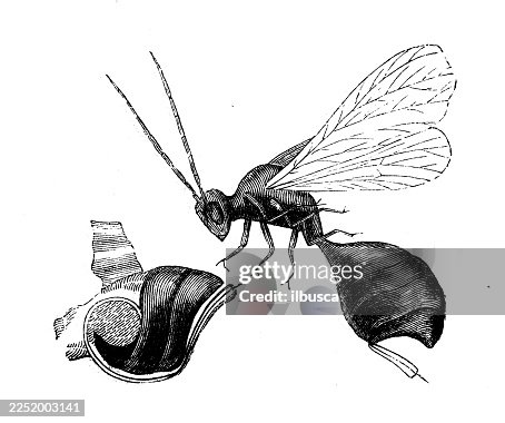 Gall fly Gall fly