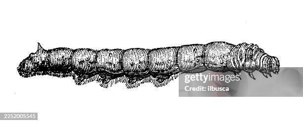 silkworm, caterpillar - silkworm stock illustrations