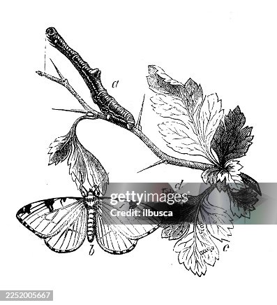 Brimstone Moth Brimstone Moth