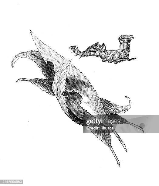zigzag, nest, osier leaves - willow tree stock illustrations