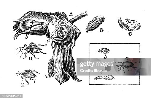 Nut and Apple Tree Weevils Nut and Apple Tree Weevils