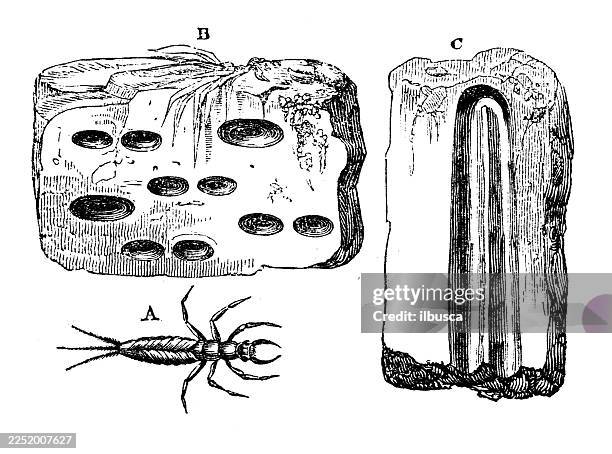 larva of ephemera - mayfly nymph stock illustrations