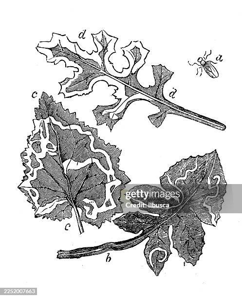 illustrazioni stock, clip art, cartoni animati e icone di tendenza di verme minerario delle foglie - baco