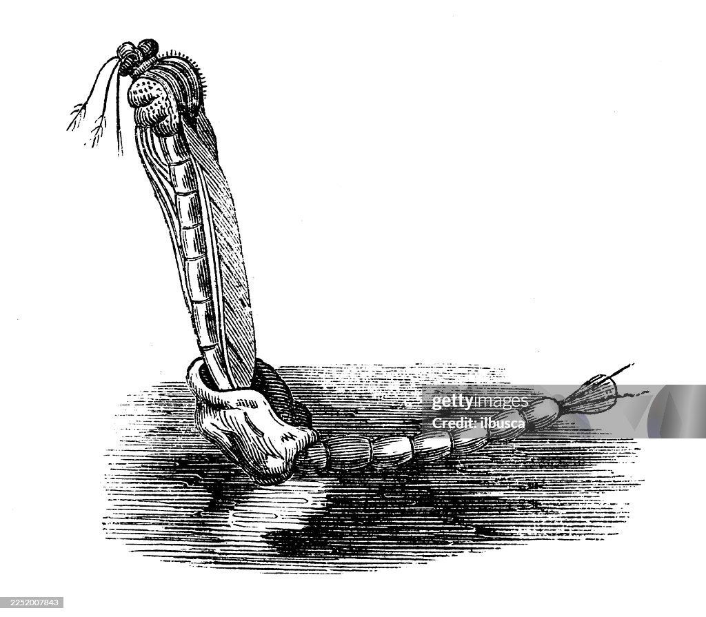 Gnat escaping from pupa