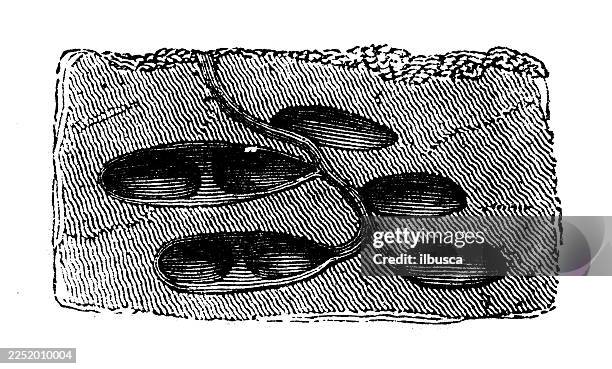 red garden ant's nest - ant nest stock illustrations
