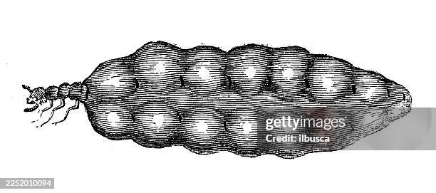 termite queen, eggs - termites stock illustrations