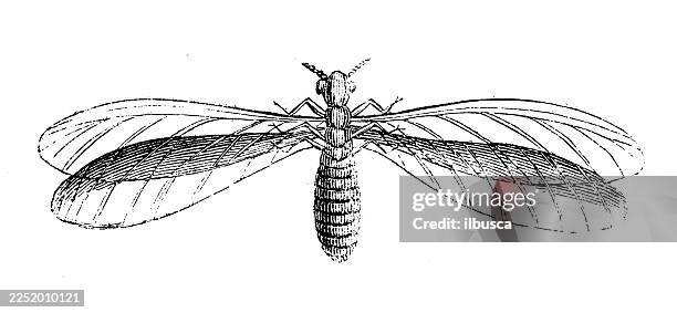 termes bellicosus - termites stock illustrations