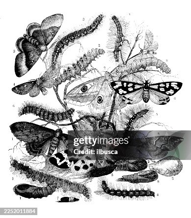 Moths Moths