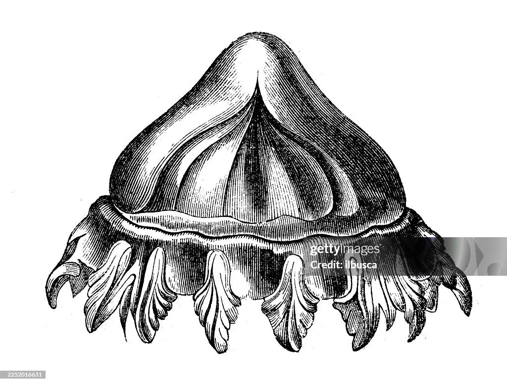 Charybdaea periphylla