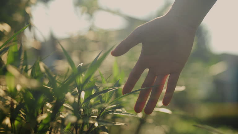 https://media.gettyimages.com/id/2252074006/video/close-up-shot-of-hand-touching-and-brushing-through-grass-outdoors.jpg?b=1&s=640x640&k=20&c=Xmwhu54S9w0itoUM8_sZkPmksOzYxVUnvCQL8zlg_bI=
