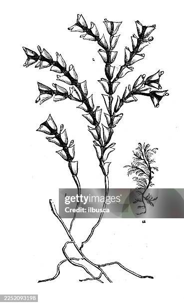 gemmicellaria bursaria - bursaria truncatella stock illustrations