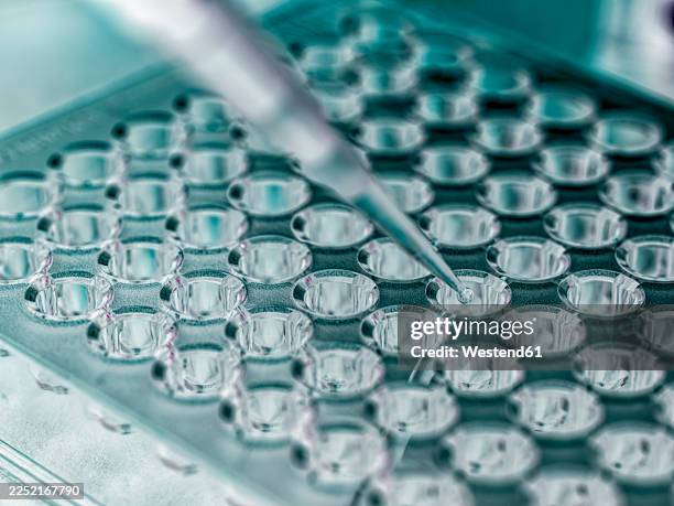 pipette dispensing liquid in microplate for clinical genomics research - genomics stock pictures, royalty-free photos & images