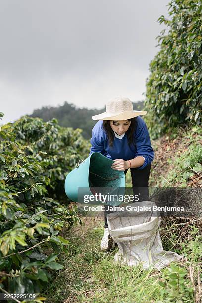woman harvesting ripe red coffee beans on plantation - creation stock pictures, royalty-free photos & images