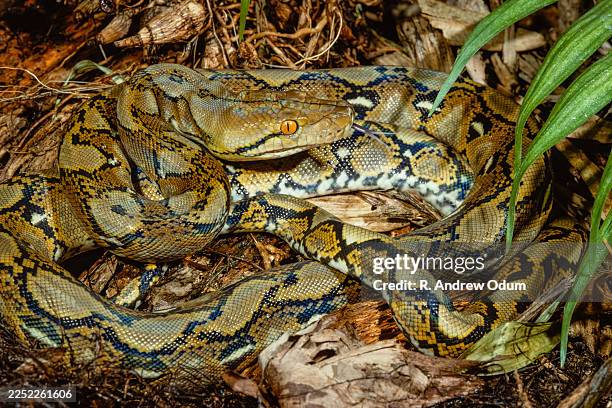 reticulated python - southeast asia - netzpython stock-fotos und bilder