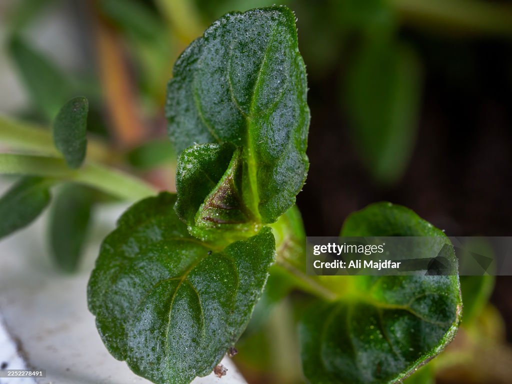Young Mint Leaves in Close up