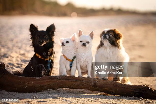 four small dogs: mixed breed dog, chihuahua, pekingese, sitting together outdoors in natural light - cane di razza foto e immagini stock
