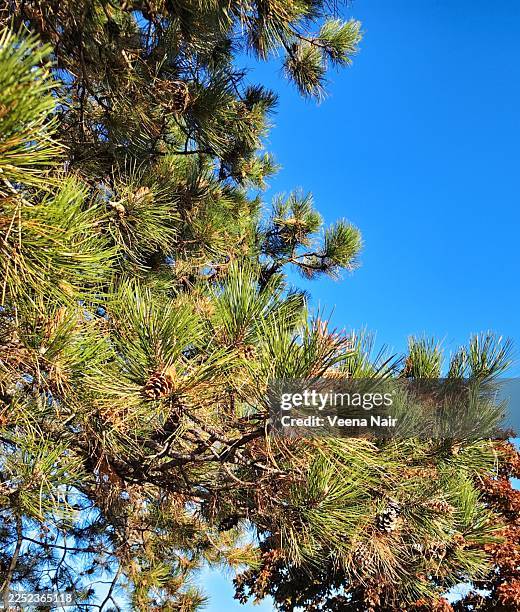 pine tree, genus pinus with several mature and immature pine cones among the green needles and branches/ontario/canada - evergreen tree stock pictures, royalty-free photos & images