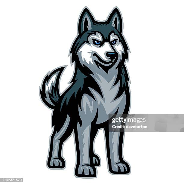 husky - dog studio stock illustrations