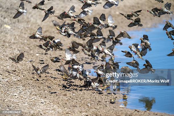 Chobe Raptors In Flight 111 Chobe Nationalpark Stock Photos, High-Res Pictures, and Images ...