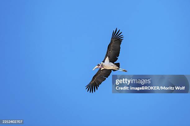Chobe Raptors In Flight 111 Chobe Nationalpark Stock Photos, High-Res Pictures, and Images ...