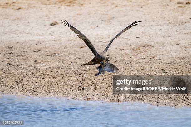 Chobe Raptors In Flight 111 Chobe Nationalpark Stock Photos, High-Res Pictures, and Images ...