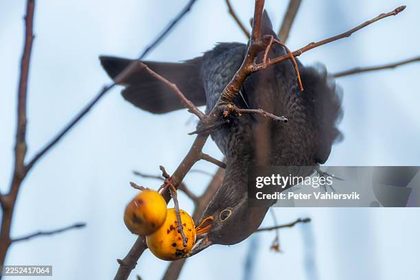 blackbird eating wild apple - apple tree stock pictures, royalty-free photos & images