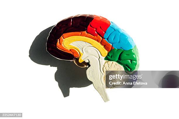 colorful brain model showing brain regions for neuroscience, cognition, learning and memory. - bones pattern stock pictures, royalty-free photos & images