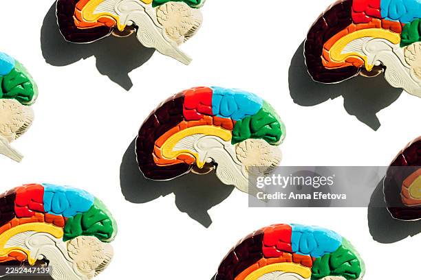 colorful brain pattern models for neuroscience, cognition, learning, and mental health in education and tech - tejido nervioso fotografías e imágenes de stock