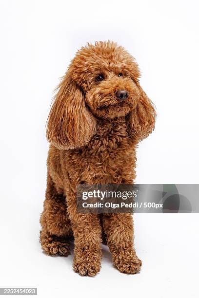adorable brown miniature poodle sitting against a clean white background in a studio shot - cane di razza foto e immagini stock