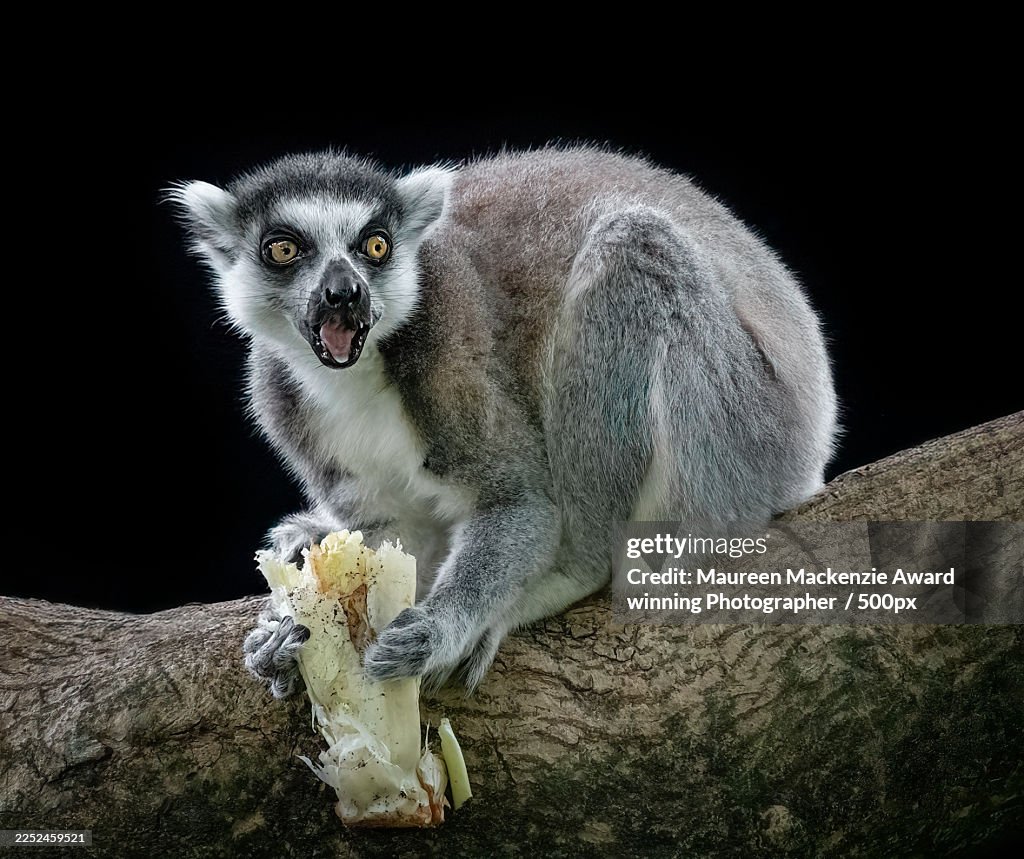 Close-up of a Ring-tailed Lemur eating on a tree branch with a surprised expression