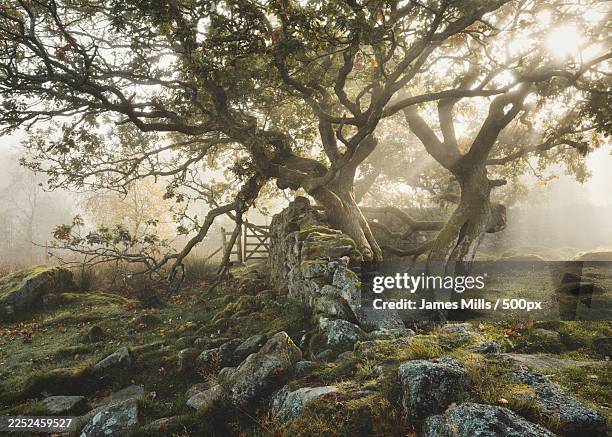 ancient, gnarled trees with exposed roots stand in a misty, ethereal forest, surrounded by moss-covered rocks and a stone wall,derbyshire dales,united kingdom,uk,bakewell - ancient oak stock pictures, royalty-free photos & images