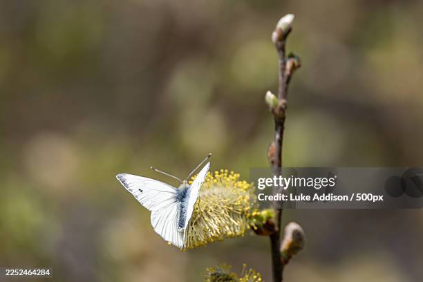 close-up of a delicate white butterfly perched on a yellow plant in natural light - pussy willow stock pictures, royalty-free photos & images