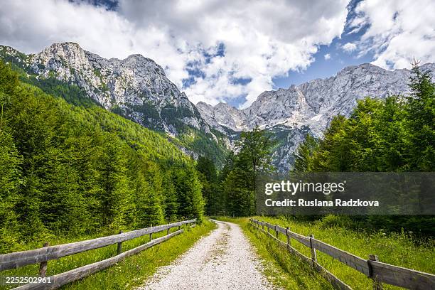 summer landscape in the mountains. foot path surrounded with lush green forest and leading to the mountain peak. mountain trail wallpaper. alpine nature background