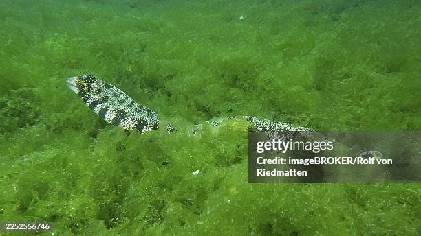 an elongated moray eel, star-spotted moray eel (echidna nebulosa), moves hidden through dense algae. dive site secret bay, gilimanuk, bali, indonesia - spotted moray eel stock pictures, royalty-free photos & images