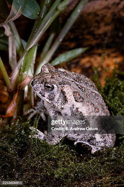wyoming toad - - agent pathogène fongique photos et images de collection