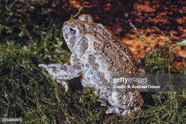wyoming toad - - agent pathogène fongique photos et images de collection