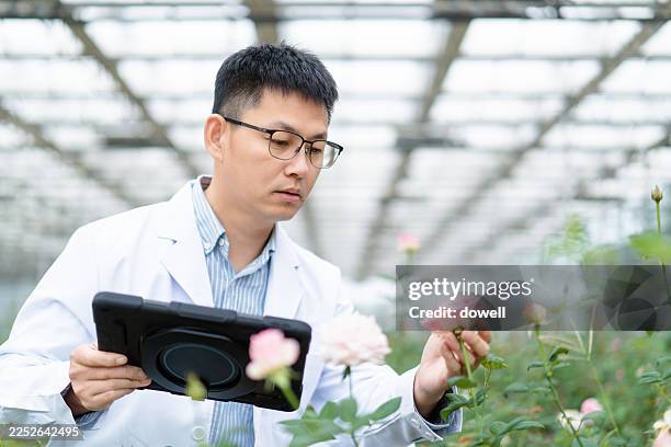 agricultural scientist uses digital tablet in rose garden - botanist stock pictures, royalty-free photos & images