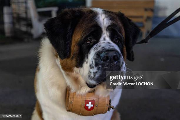 Un Saint-Bernard avec son tonneau au marche de Noel le 16 decembre 2025 a Montreux, Suisse.